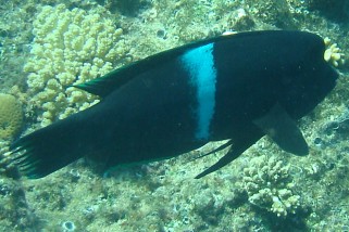 Coris aygula - Spiegelfleck-Junker (Clown-Lippfisch, Spiegelfleck-Lippfisch)